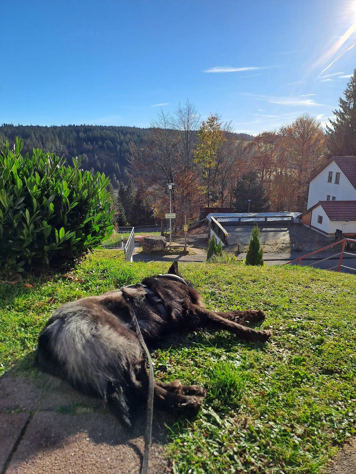 Ganze Wohnung, Ferienwohnung "Tannenblick" stilvoll und hundefreundlich am Waldrand in Schönwald, Südschwarzwald