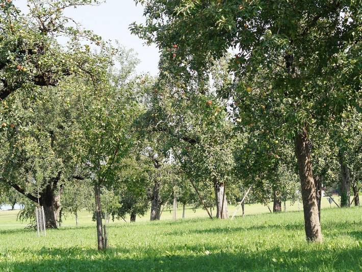 Ganze Ferienwohnung, Ferienwohnung im Obstgarten - Ferienwohnung Apfelblüte in Achberg, Region Bodensee-Oberschwaben