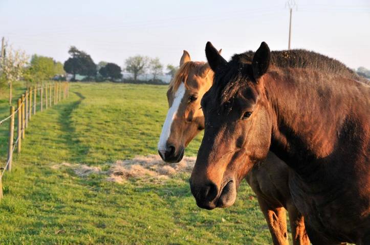 Location de vacances pour 9 personnes, avec jardin ainsi que vue et piscine, animaux acceptés à Saint-Hilaire-la-Forêt - 3
