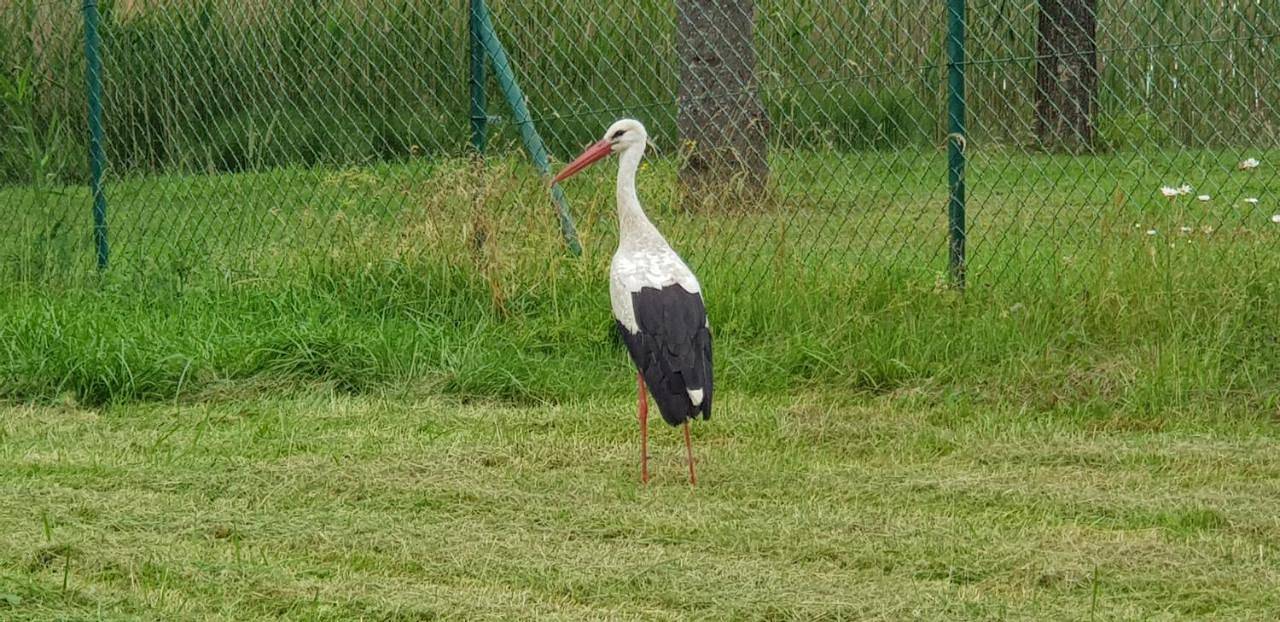 Domek Letniskowy Krejwince in Podlasie