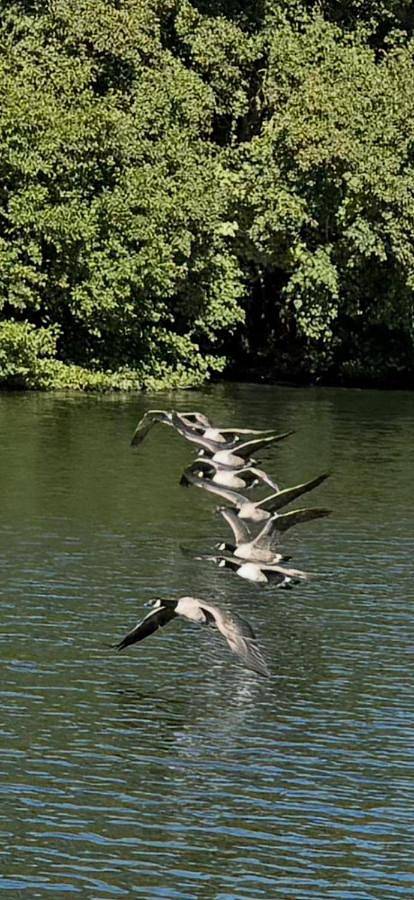Bateau pour 4 personnes, avec jardin et vue dans Bray - 3