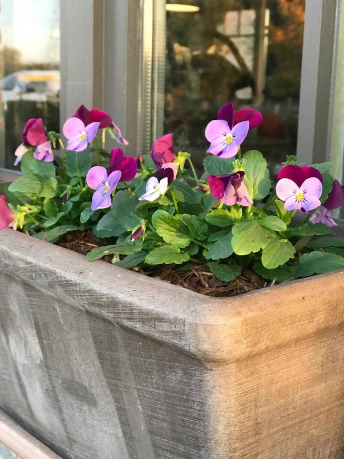 Location de vacances pour 2 personnes, avec vue et jardin à Zedelgem - 4