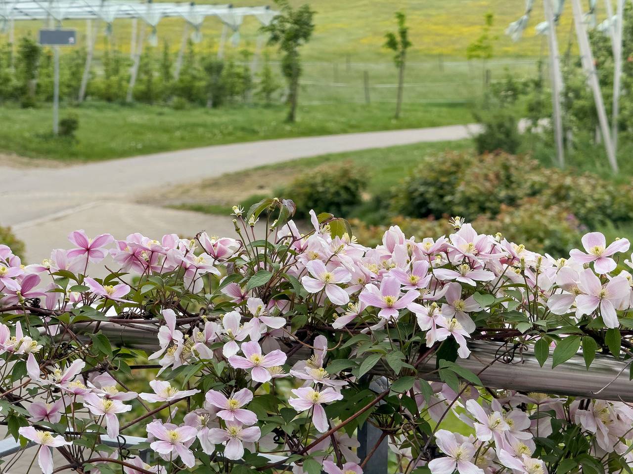 Ganze Wohnung, Ferienwohnung Waldblick mit privatem Balkon, Gemeinschaftsgarten und Wi-Fi in Friedrichshafen, Region Bodensee-Oberschwaben