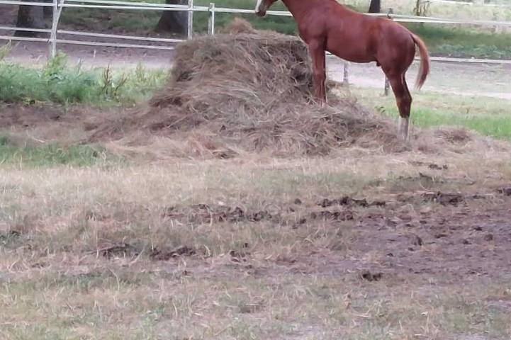 Appartement de vacances pour 2 personnes, animaux acceptés - 1