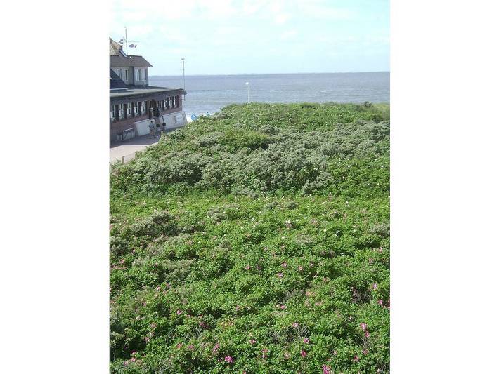 Ferienhaus für 3 Personen, mit Garten, mit Haustier auf Borkum - 2