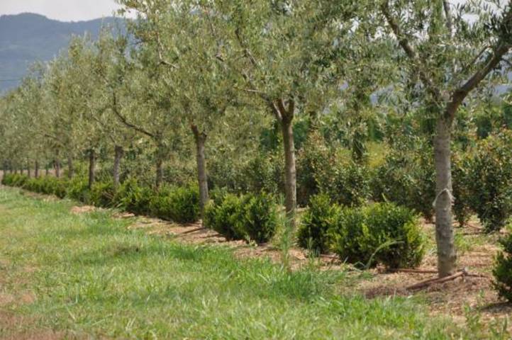 Appartamento intero, Appartamento Cabianca Agriturismo I Macchiaioli con piscina, Wi-Fi e aria condizionata in Monsummano Terme, Provincia di Pistoia