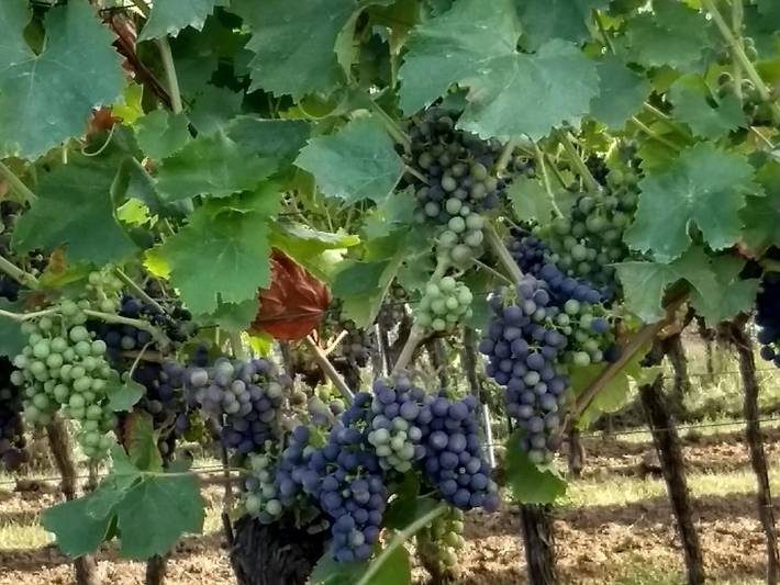 Ferienwohnung für 2 Personen, mit Balkon in Neustadt an der Weinstraße - 4