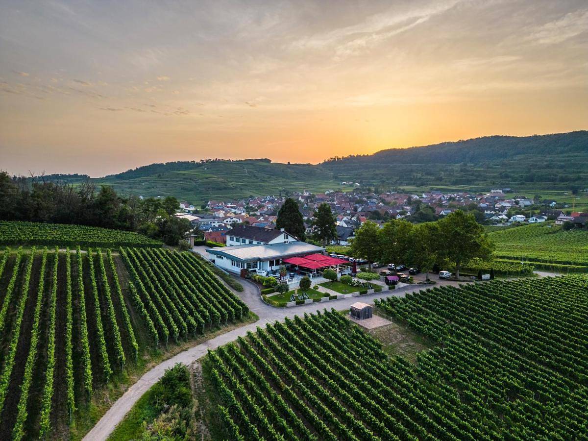 Köpfers Steinbuck in Bischoffingen, Vogtsburg im Kaiserstuhl