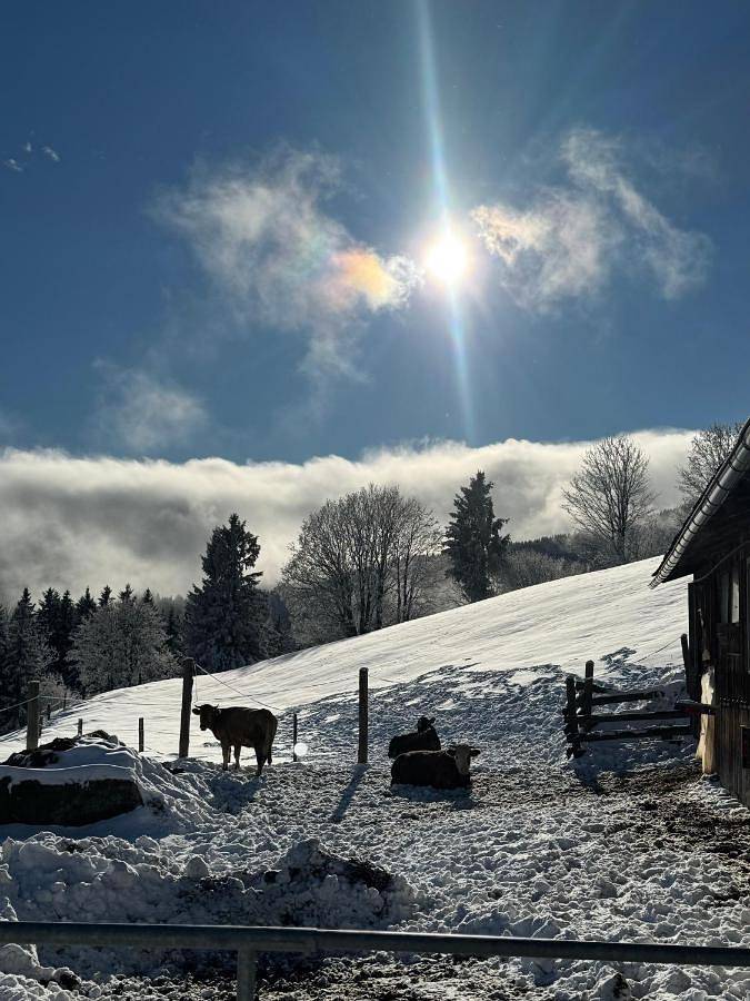 Ferienhaus für 6 Personen, mit Ausblick und Sauna sowie Balkon in Weststeiermark - 2