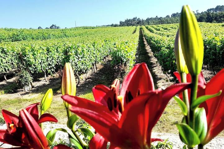 Maison de campagne pour 4 personnes, avec jardin dans Forjães