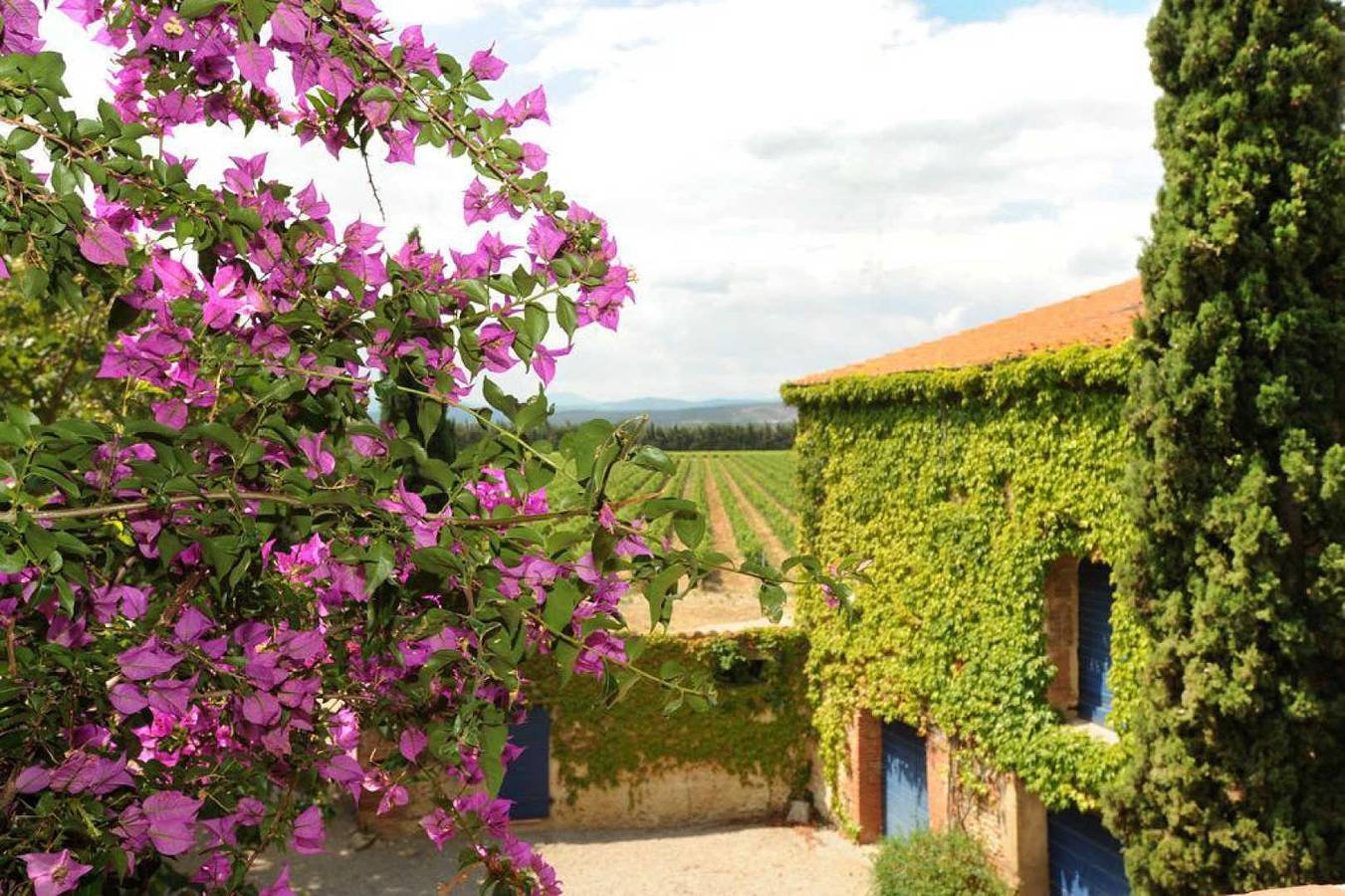 Bougainvillee in Thuir, Perpignan und Umgebung