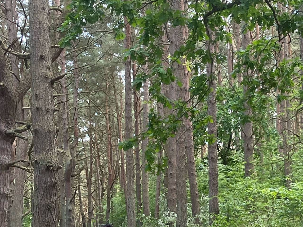 Ganze Ferienwohnung, Kajüte 1 - Kajüte 1 in Freest, Vorpommern