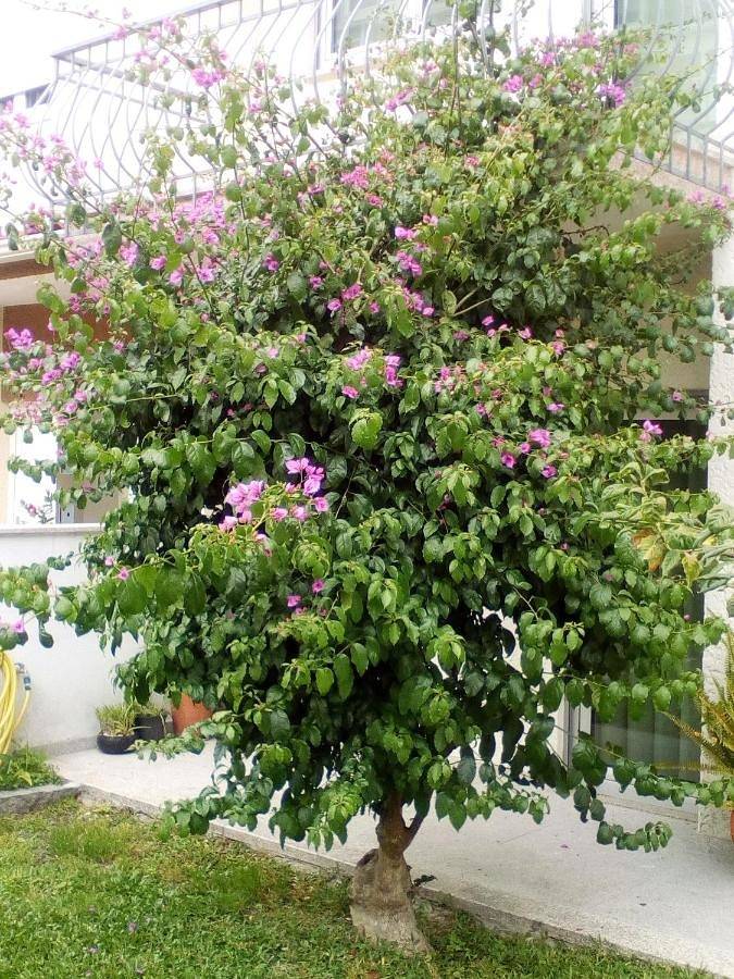 Gîte pour 6 personnes, avec vue et jardin à Fafe - 4