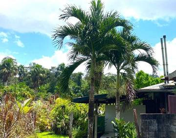 Maison de vacances pour 3 personnes, avec jardin ainsi que vue et terrasse, animaux acceptés dans Guyane française