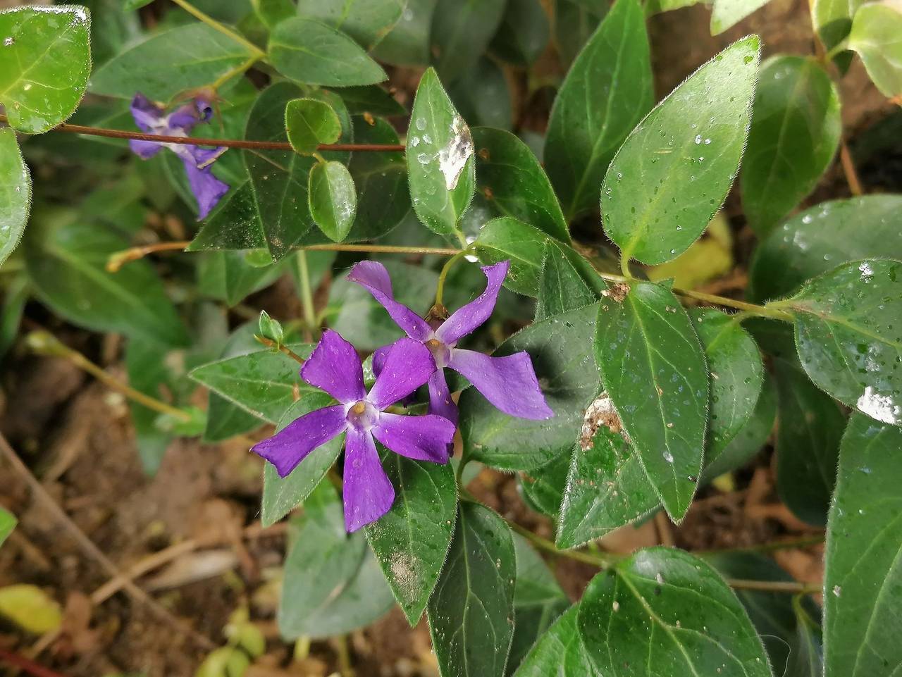 Ganze Ferienwohnung, Alexander Hahn - Gut Lalchow in Plau am See, Ludwigslust-Parchim