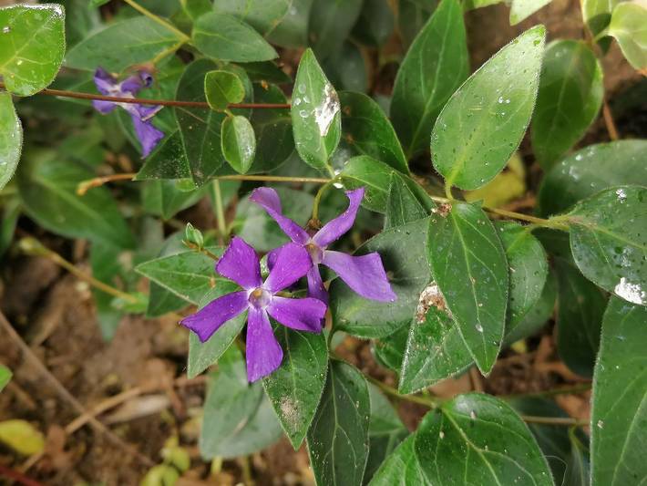 Ferienwohnung für 6 Personen, mit Garten und Terrasse, mit Haustier am Plauer See - 3