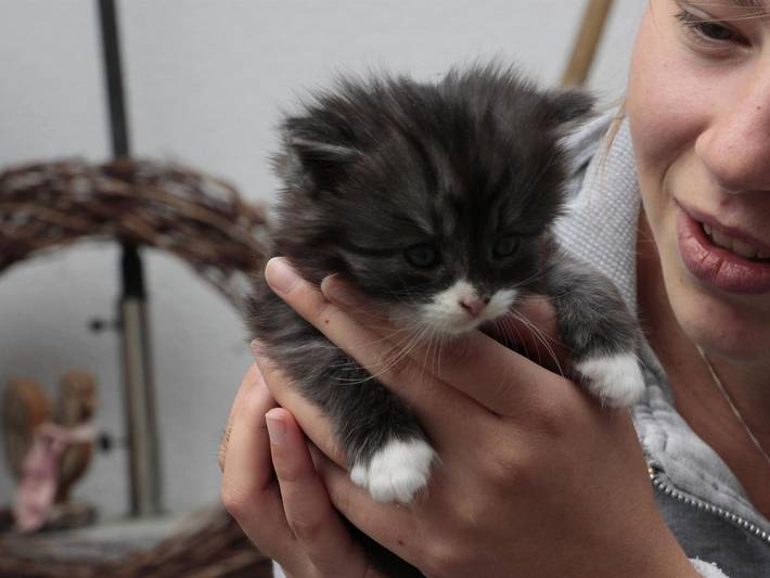 Hütte für 6 Personen, mit Pool und Terrasse sowie Garten und Sauna, kinderfreundlich in Baden-Württemberg - 4