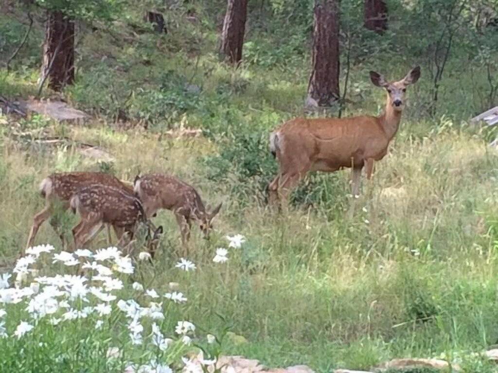 Heidens Versteck. Private Gemeinschaft. 30 Minuten nach Durango / Vallecitop in San Juan National Forest