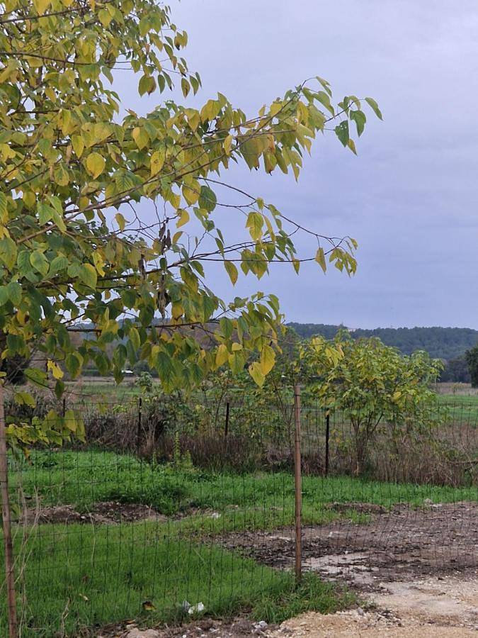 Location de vacances pour 10 personnes, avec vue et terrasse, animaux acceptés à Bédarrides - 4