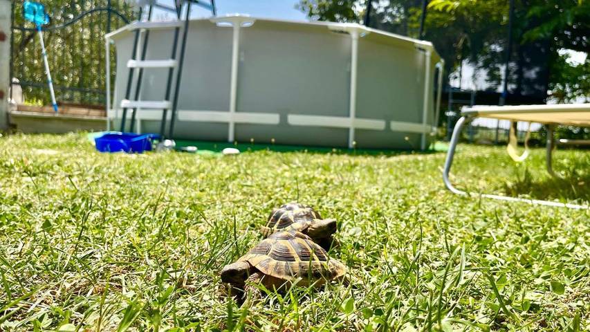 Ferienwohnung für 5 Personen, mit Terrasse und Garten sowie Pool in Izola