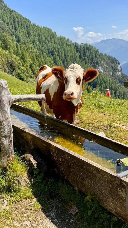 Ferienhaus für 2 Personen, mit Balkon und Terrasse sowie Garten und Ausblick in Buch in Tirol - 4
