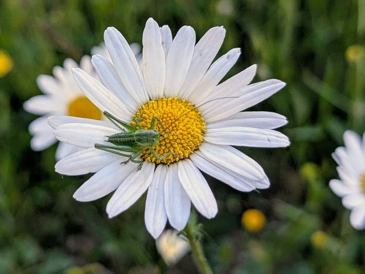 Bauernhof für 5 Personen, mit Garten, kinderfreundlich in der Fränkische Schweiz - 3