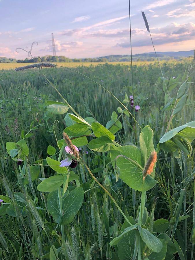 Location de vacances pour 2 personnes, avec piscine et jardin à Hamoir - 4