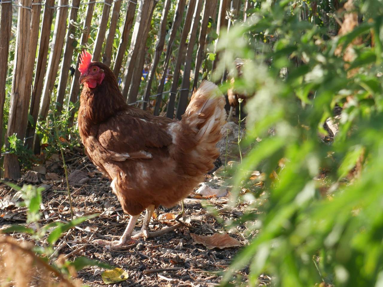 Ganze Ferienwohnung, Zum Hühnerheisel - Appartement/Fewo, Bad, Wc, 1 Schlafraum in Ilbesheim bei Landau in der Pfalz, Südliche Weinstraße