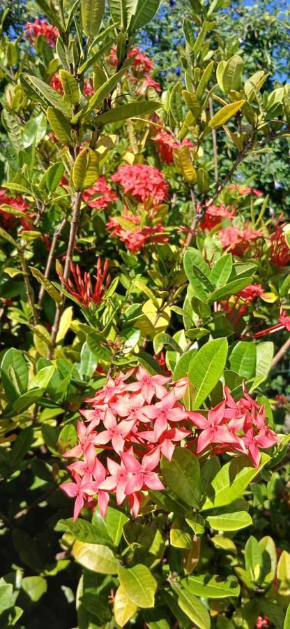 Location de vacances pour 3 personnes, avec jardin ainsi que piscine et vue dans Plage de Cluny - 4