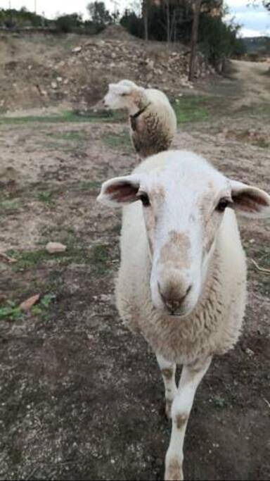 Gîte pour 2 personnes, avec vue ainsi que piscine et jardin, animaux acceptés à Alella - 4