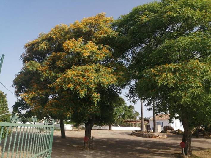 Ferienhaus für 3 Personen, mit Ausblick und Garten in Faro - 4