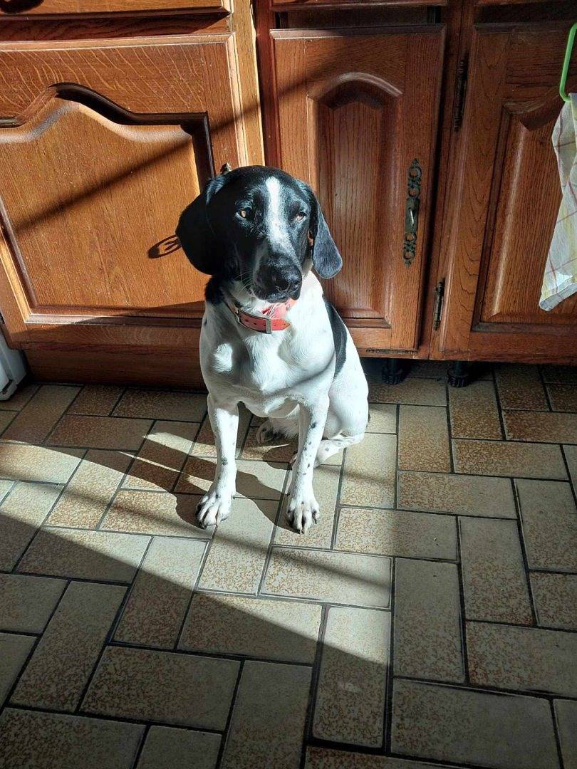 Le Gîte de Géliquette in Feings, Sologne