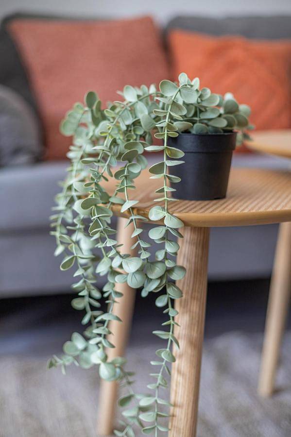 Gîte pour 2 personnes, animaux acceptés à Knutange - 3