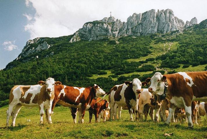 Ganze Ferienwohnung, Landhaus Koch - Ferienwohnung Meine Kleine Auszeit, 50 qm, Dachgeschoss, 1separates Schlafzimmer in Höslwang, Chiemsee