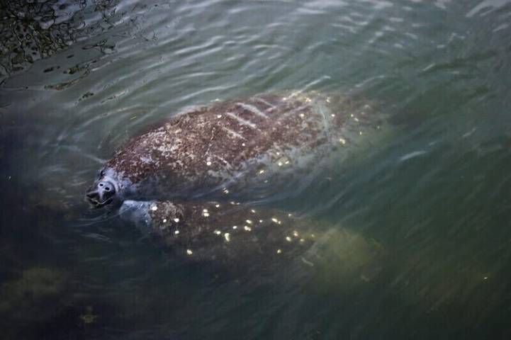 Vacation rental for 6 people, with sauna and pool as well as garden and hot tub in Cocoa Beach