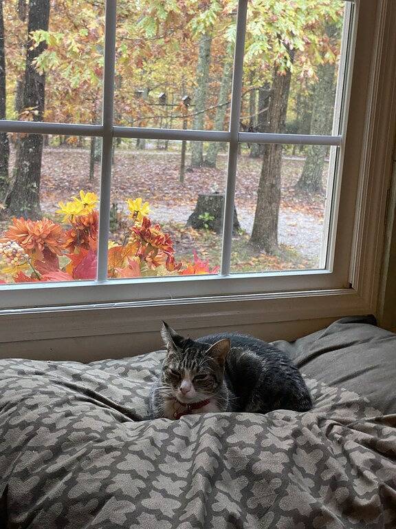 Ruhiges, familien- und haustierfreundliches Retro Lake Cottage Camp mit Boot, Gasgrill und Dock in Grundy County