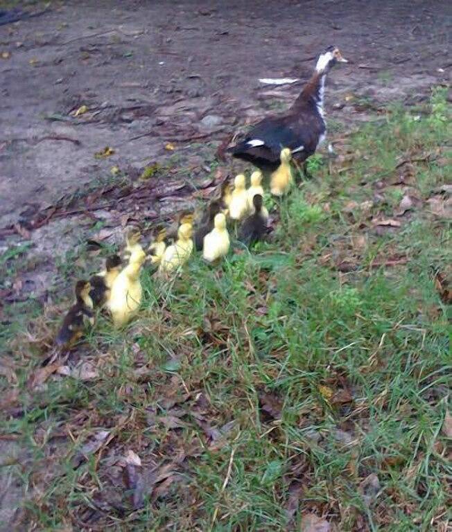 Der Himmel - Elysium Cottage in Barrengarry, New South Wales