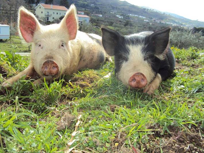 Gîte pour 4 personnes, avec piscine ainsi que vue et jardin à Gouveia - 3