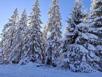 Ferienwohnung für 2 Personen, mit Terrasse, mit Haustier in Braunlage