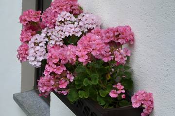 Ferienwohnung für 4 Personen in Rechenberg-Bienenmühle, Mittlere Erzgebirge, Bild 4