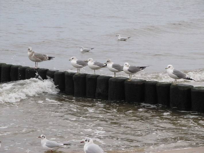 Ferienwohnung für 4 Personen in Ahlbeck - 2