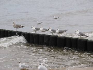 Ferienwohnung für 4 Personen in Drei Kaiserbäder, Heringsdorf, Bild 1