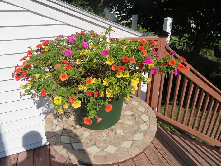 Vacation house for 12 people, with yard, with pets in Old Orchard Beach