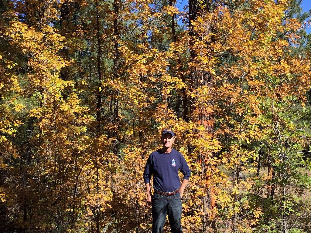 Sweet, Impeccable Cabin In Den Pines! Wandern, See In Der Nähe! in Show Low, Navajo County