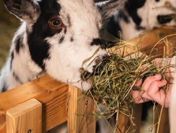 Hotel für 5 Personen in Vorderstoder, Steyr-Kirchdorf, Bild 2