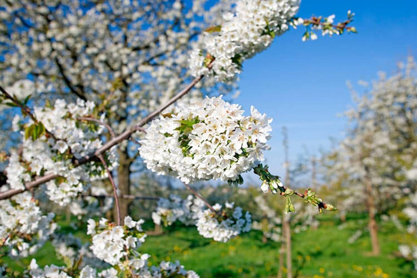 Appartement de vacances entier, Obst- u. Ferienhof Hartmann - Doppelzimmer 4 in Wasserburg am Bodensee, Souabe (Bavière)