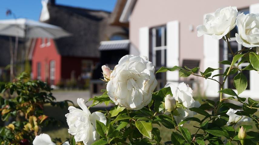 Ferienhaus für 5 Personen, mit Terrasse und Sauna sowie Garten in Zierow - 3