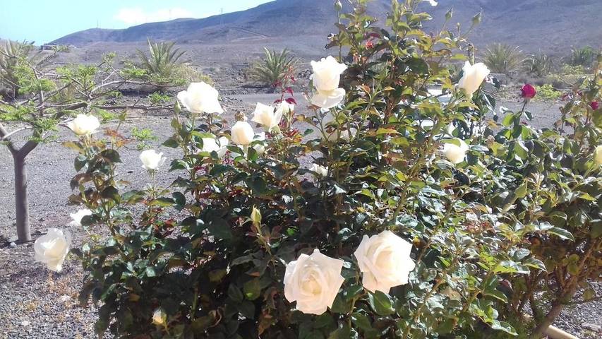 Casa rural para 4 personas, con jardín y vistas en Pájara