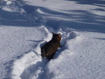 Ferienwohnung für 5 Personen in Saaldorf-Surheim, Rupertiwinkel, Bild 4