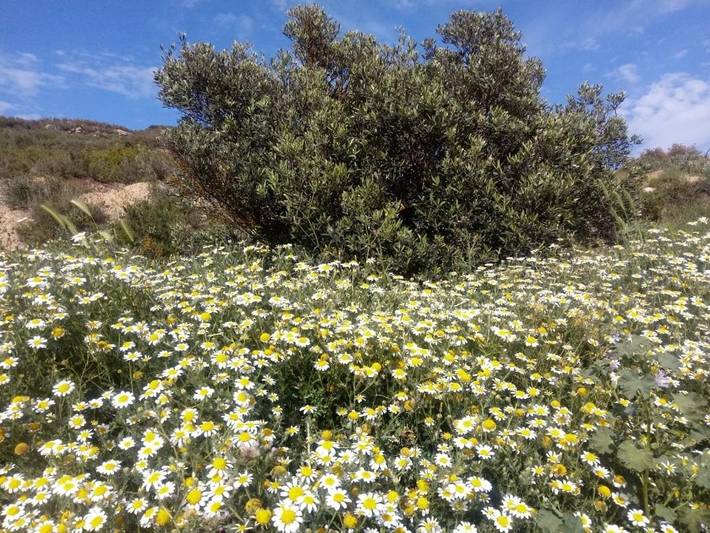 Landhaus für 3 Personen, mit Ausblick und Garten, mit Haustier in Katalonien - 3